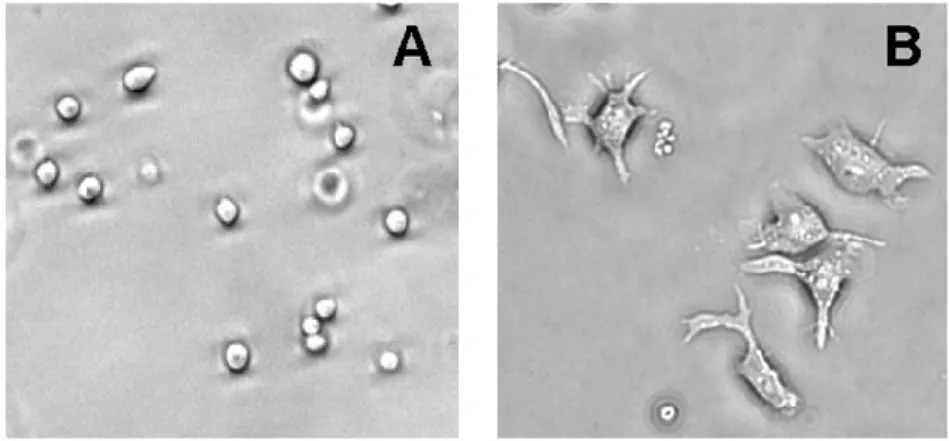 Figure 7. Morphologie des cellules HL-60. Normalement en suspension dans leur milieu 