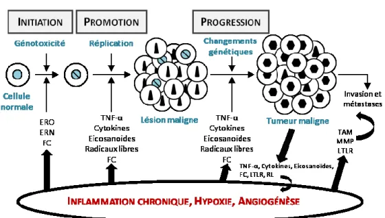 Figure 8. Représentation schématique de la répercussion des biomarqueurs impliqués  à chaque étape de la cancérogenèse