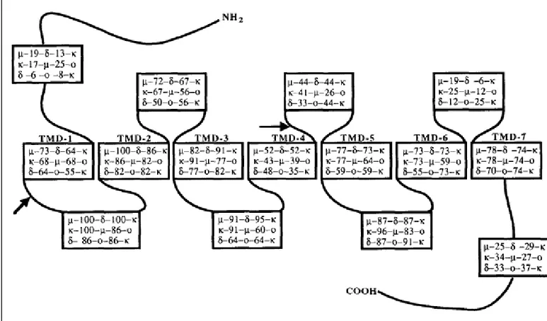 Figure  3.  Illustration  des  homologies  de  domaines  entre  les  membres  de  la  famille  des  récepteurs  opioïdes mu, delta, kappa et ORL