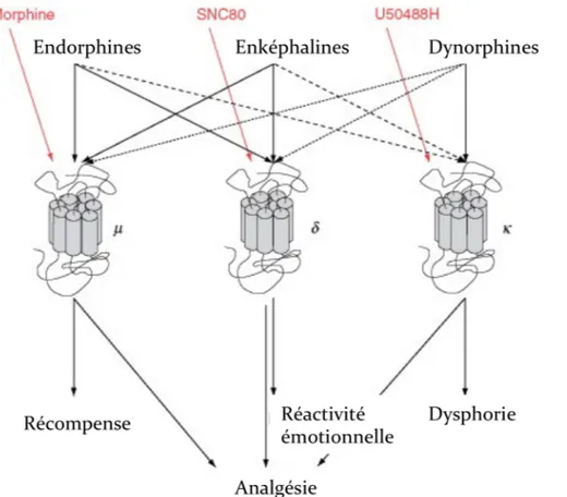 Figure 4. Rôle physiologique des récepteurs et peptides opioïdes in vivo. 