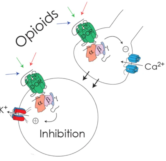 Figure 5. Actions des récepteurs opioïdes sur les canaux calciques et potassiques.  