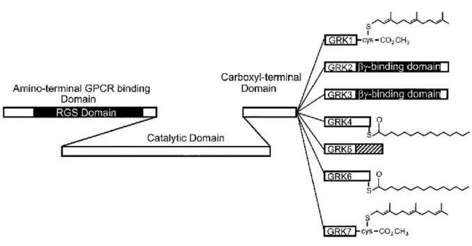 Figure 6. Représentation schématique des différentes protéines de la famille GRK (GRK1- (GRK1-GRK7) 