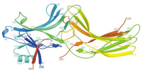 Figure 8. Diagramme en ruban de la β-arrestine et ses mécanismes de liaison au récepteur