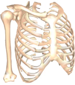 Figure 2.1 – L’épaule est un complexe reliant le thorax à l’humérus par la clavicule et la scapula.