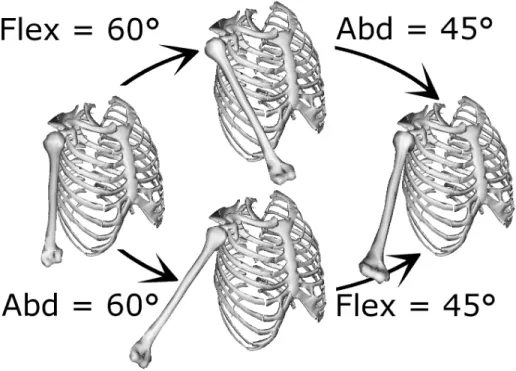 Figure 2.4 – Les séquences flexion/abduction du haut et abduction/flexion du bas aboutissent au même résultat, soit une élévation de l’humérus dans le plan  scapu-laire, même si la première indique une prédominance de flexion alors que celle du bas a une p