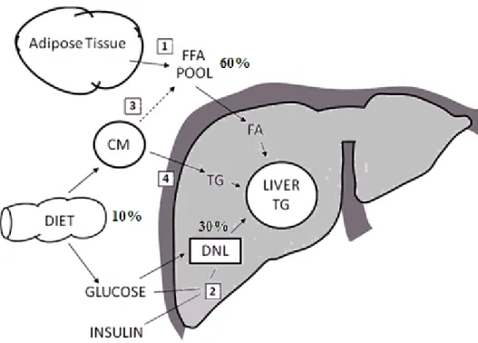 Figure 1. Sources of fatty acids for liver fat. Fatty acids (FA) may enter the liver via 4 different pathways:   (1) FFA derived from adipose tissue, (2) hepatic de novo lipogenesis (DNL), (3) spillover of FA from  lipolysis of chylomicron (CM)-triglycerid