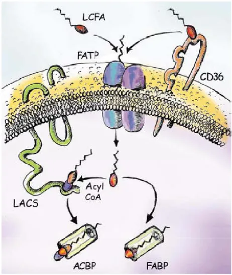 Figure 3. A model for cellular fatty acid uptake. Extracellular long chain fatty acids (LCFA) might directly  bind to fatty acid transport protein (FATP) complexes (blue) and be transported into cells
