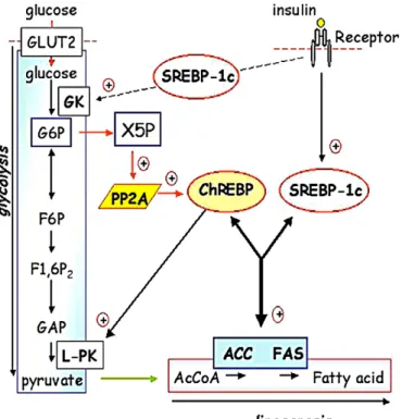 Figure 4. SREBP-1c and ChREBP act in synergy to regulate lipogenic gene expression. The  phosphorylation of glucose in glucose 6-phosphate, by hepatic glucokinase, is an essential step for glucose  metabolism as well as for the induction of glycolytic and 