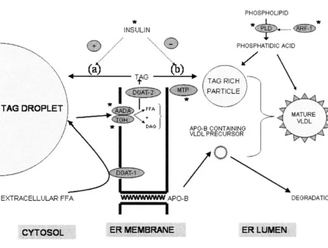 Figure 6. Targets for the regulation of the TG-rich particle precursor of VLDL. Phosphatidic acid  formed by the ARF-1-mediated activation of phospholipase D (PLD) contributes TG either to the TG-rich  VLDL precursor particle or to the mature VLDL