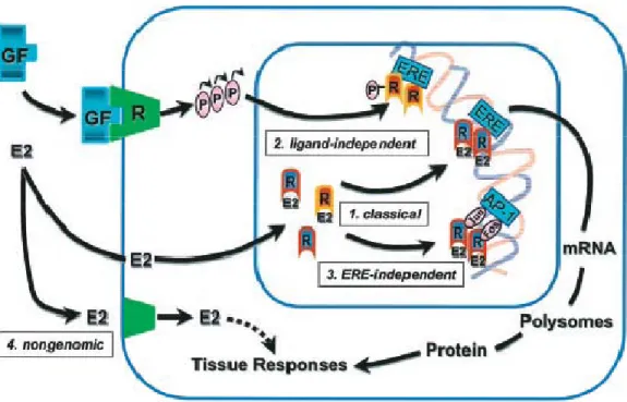 Figure 8. The multifaceted mechanisms of E2 and ER signaling. The biological effects of E2 are mediated  through at least four ER pathways