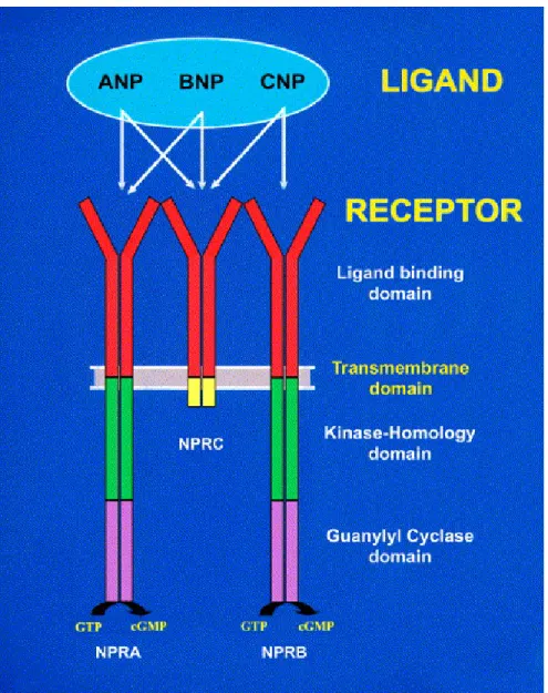 Figure 9. A schematic representation of the natriuretic peptides to specifically activate the natriuretic  peptide receptors; NPRA, NPRB, and NPRC, is indicated