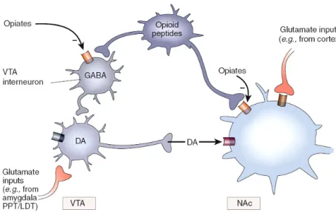 Figure  3.  Simplification  de  l'action  des  opioïdes  sur  l'aire  tegmentale  ventrale  et  le  noyau  accumbens