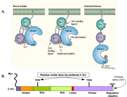 Figure 5. Schématisation de l’organisation structurale des SFK. A. Représentation des formes  actives  et  inactives  de  Src