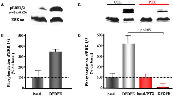 Figure 7. ERK1/2 devient phosphorylée suivant la liaison de l’agoniste DPDPE au  DOR. A,  Des  cellules  HEK293  exprimant  de  façon  stable  le  récepteur  de  type  sauvage  FLAG-DOR  ont  été  exposées au DPDPE 1µM pendant 5 minutes