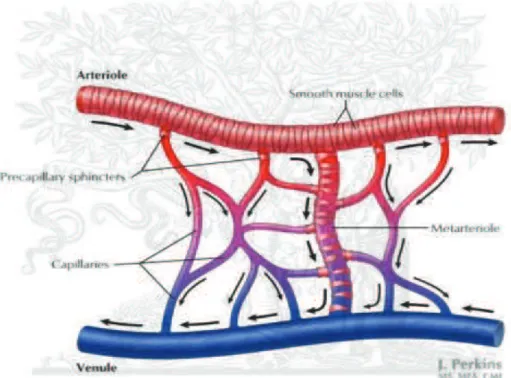 Figure 1.1. La microcirculation 