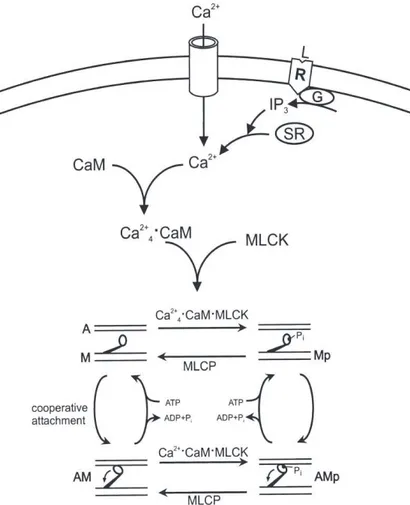 Figure 1.2. Schéma de l’activation de la contraction du muscle lisse  