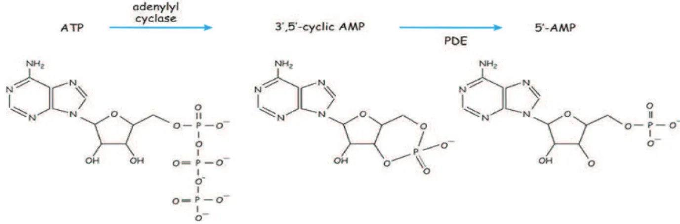 Figure 1.7. L’AMP cyclique est générée à partir de l’ATP 