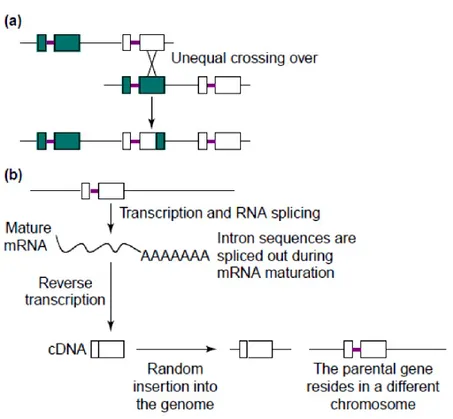 Figure  1:  Common  mechanisms  of  gene  duplication.  a)  Unequal  crossing  over,  which  results  in  a  recombination  event
