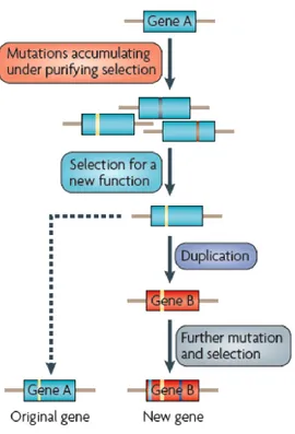 Figure 3: Divergence prior to duplication model (DPD). In the symmetric model the new  function appears in the new duplicate and can also appear in the original copy