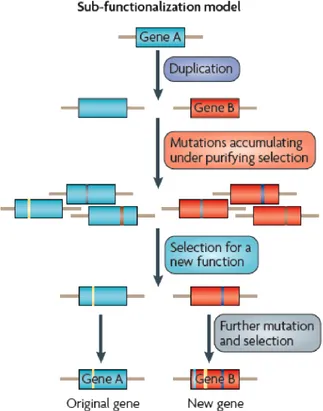 Figure 4: Duplication-Degeneration-Complementation Model (DDC). In this model, one of  the two loci results from duplication events, suffer a degenerating mutation and results in  loss-of- function