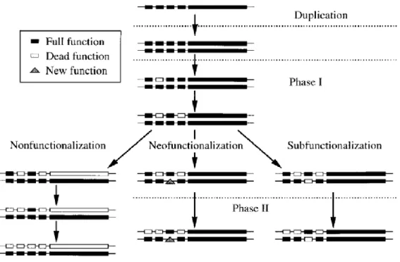 Figure  5:  Gene  fate  after  duplication.  Notation:  Small  boxes  denote  regulatory  elements  with  unique  functions