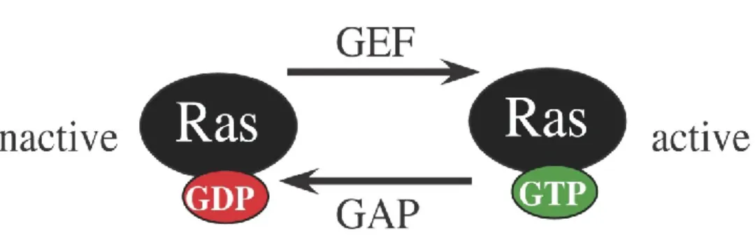 Figure 7: The GDP-GTP cycle of Ras-like small GTPases. Ras proteins are in their active  state when bound to a GTP molecule and are inactive when bound to a GDP molecule