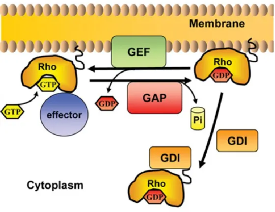 Figure 9: The GDP-GTP cycle of Rho small GTPases. As we can see in the cycle of small  GTPases, the footstep from active state to inactive state is managed by GAPs and GEFs