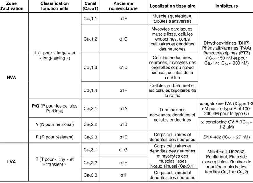 Tableau I : Classification, localisation tissulaire et propriétés pharmacologiques des canaux VGCC