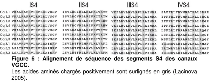 Figure  6  :  Alignement  de  séquence  des  segments  S4  des  canaux  VGCC. 