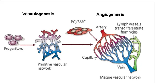 Figure 1 : Development of the vascular system. 