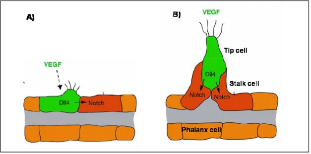 Figure 2: Endothelial cell dynamics during vascular sprouting. 