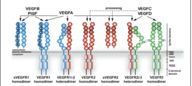 Figure 3: Different receptor forms of VEGFR and their specific ligands. 