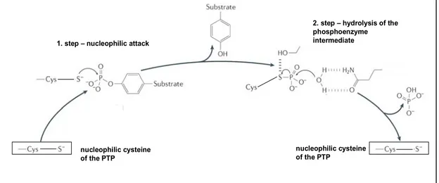 Figure 7: The catalytic mechanism of PTPs.   