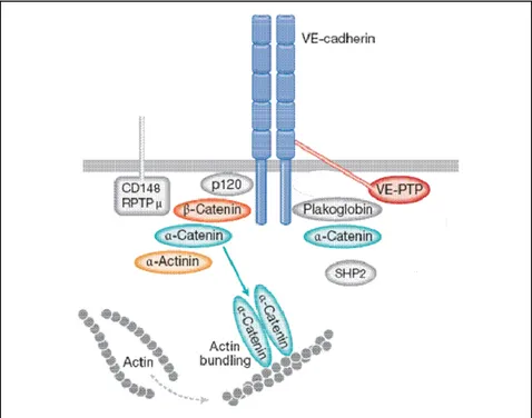 Figure 9: The adherens junction complex with the associated proteins and the  associated PTPs DEP-1 (CD148), PTPμ and VE-PTP