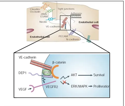 Figure 10 : Structure of adherens junctions and modulation of VEGFR2  signalling by VE-cadherin and associated proteins