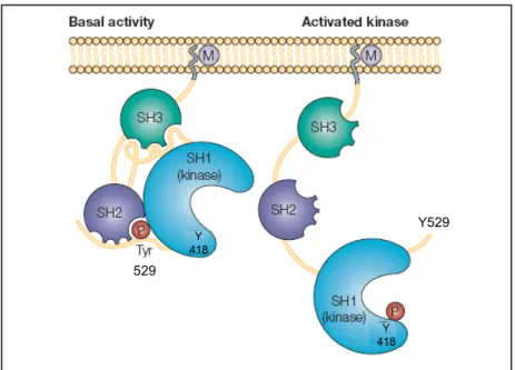 Figure 12: Conformational changes of Src are associated with its activation. 