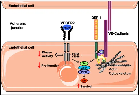 Figure 14: Implication of DEP-1 in the regulation of VEGFR2  phosphorylation and VEGF-dependent downstream signalling