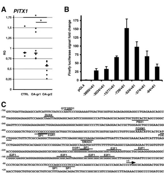 Figure 2.1 Study of basal PITX1 expression in human primary 