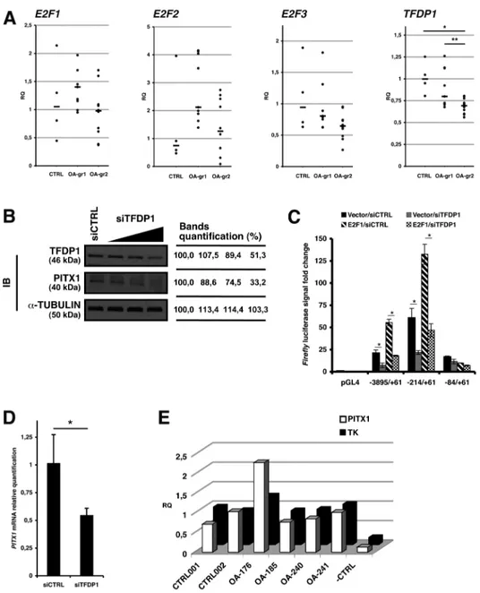 Figure  2.3  TFDP1  depletion  in  chondrocytes  leads  to  decreased 