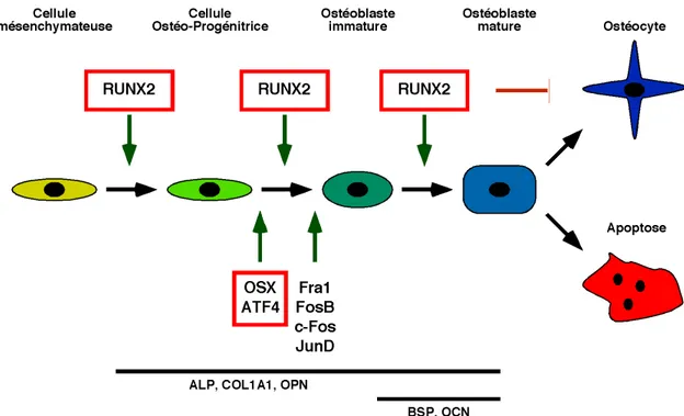 Figure  1.4  Schéma  résumant  le  contrôle  de  l'ostéoblastogenèse  par  différents facteurs de transcription