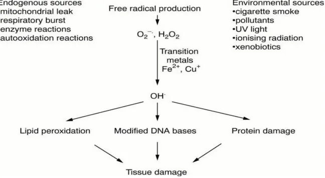 Figure 2: Major sources of free radicals in the body and the consequences of the free  radical damage