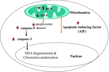 Figure 9: Caspase-depended (Extrinsic) pathway and caspase- independed (intrinsic)  pathway