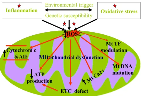 Figure 10: Mitochondrial dysfunction events related to oxidative stress 