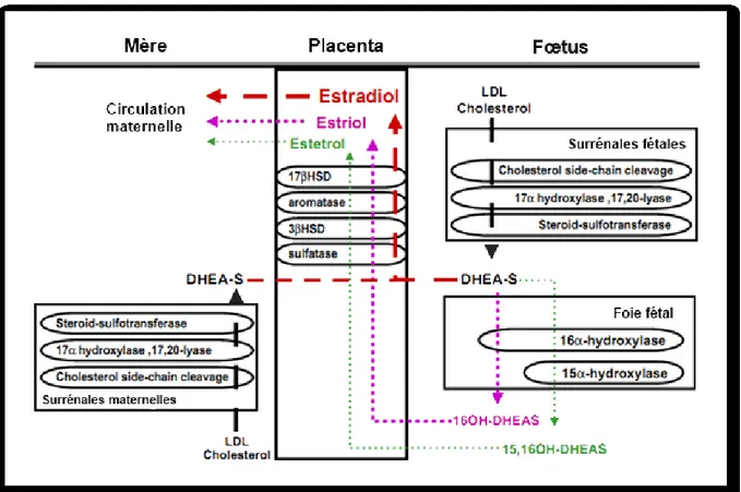 Figure I-3: Synthèse des œstrogènes dans le placenta humain. (Modifiée de Rayney et al