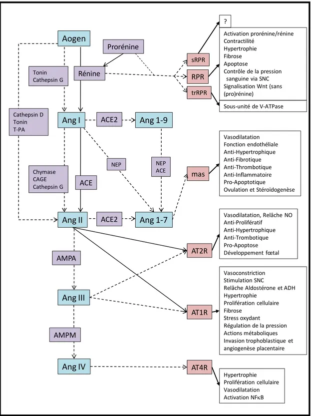 Figure  I-4: Représentation du Système  Rénine  Angiotensine et des  actions  engendrées  par ses  récepteurs