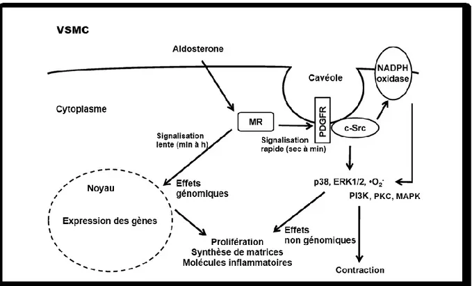 Figure  I-5 :  Signalisation  de  l’aldostérone  par  les  MR  dans  les  cellules  des  muscles  lisses  vasculaires