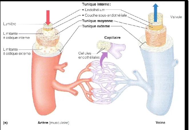 Figure I-6: Structure des artères, des veines et des capillaires. Les parois des artères et des veines 