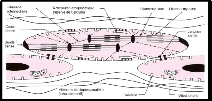 Figure I-7: Structure d’un myocyte vasculaire basée sur la micrographie électronique. Les unités 
