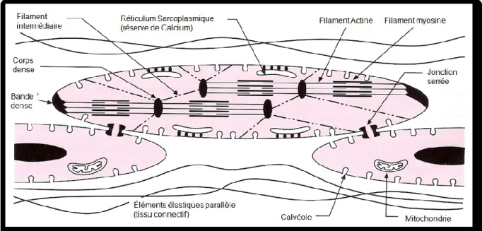 Figure I-7: Structure d’un myocyte vasculaire basée sur la micrographie électronique. Les unités 
