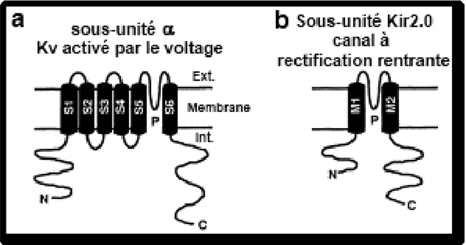 Figure  I-9 :  Topologie  transmembranaire  proposée  pour  les  sous-unités  formant  les  pores  des  canaux  potassiques  dans  les  muscles  lisses